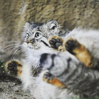 Manuljäger — Osskar'ss Commentary Official Accounts Limited Edition Corp. Inc. Led. S S 🦐🦐🦐