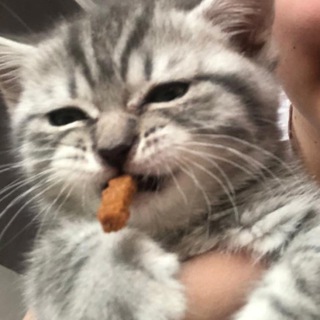 Котики на Каждый день ฅ^•ﻌ•^ฅ