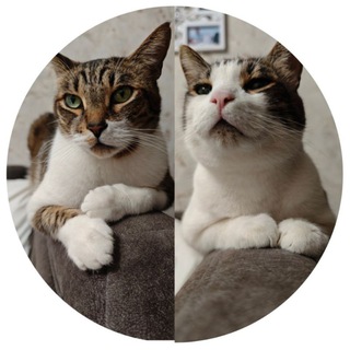 🐯🐯 ДВА КОТА-КРАСОТА