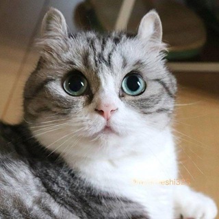 Komaru Production 🆕