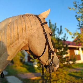 ✨𐌺᧐нныᥱ дᥱ᧘ᥲ🍂