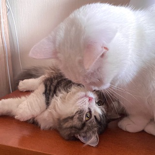 🤍Будни коротколапых красавцев🤍