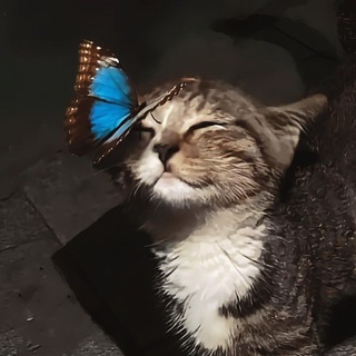 «🌻МориНнэко.Forest⋆Pony Town⋆Artist☕»