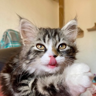 КОТОПАПА 🐾