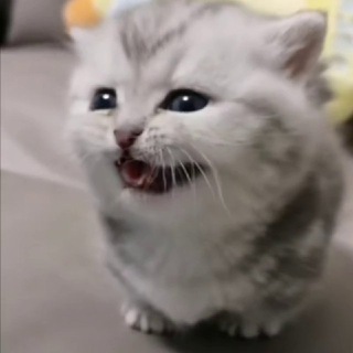 Мини котямбусы