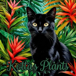 Котта'с плантс