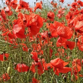 КРАСА КУБАНИ, Краснодарский край, Россия.