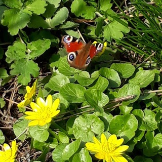 Счастливый Ленивый Сад