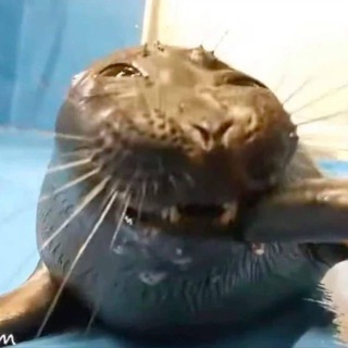 🤷‍♂️Костик