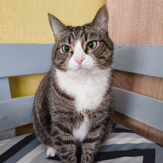 Коробка лины