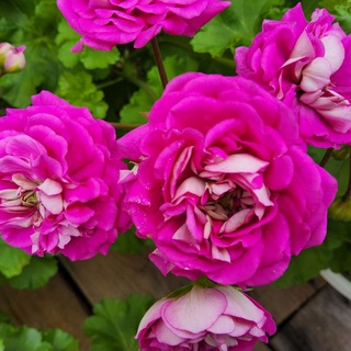 Пеларгонии и Ко