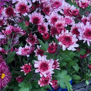 ЛПХ Питомник Мультифлора