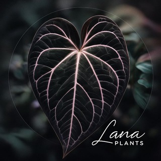 LaPlants