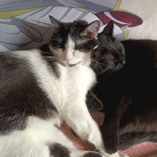 White Tiger || Писатель Дородных Полина