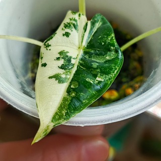 Листва Кэт🌿