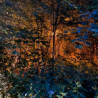 Литография При(нт)рода