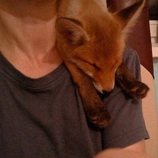 Жиʙыᴇ Бᴇᴄы. •Все Ради Игры.•