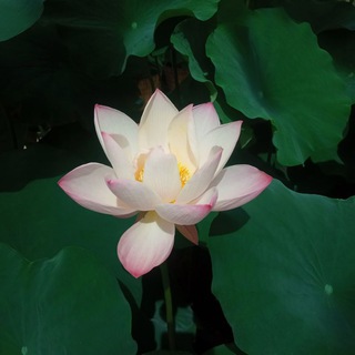 Сутра о цветке Лотоса чудесной Дхармы