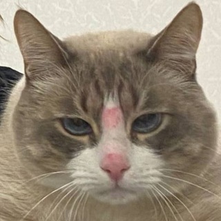 Лудотряска