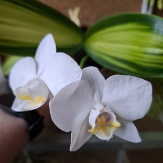 Любимое ХОББИ - Орхидеи/декор (Orchidea_story)