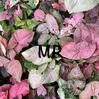 MASHKINIROMASHKI | МАШКИНЫРОМАШКИ