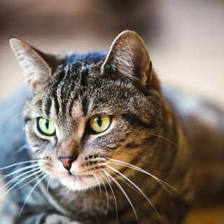 Помощь животным Магнитогорск