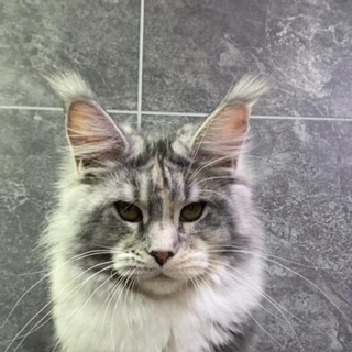 Maine coon kittens for sale from breeders and pets