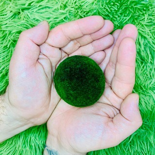 MariMo