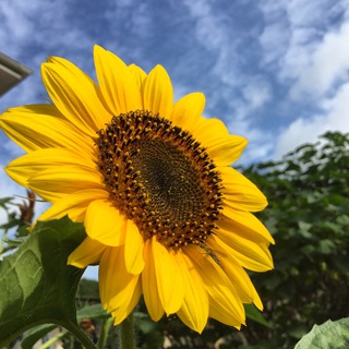 Марина🌻Сад своими руками