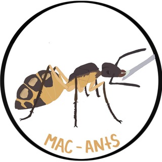 MAC-ants // интересное о муравьях!