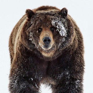 ГЛК «Медвежья Долина»