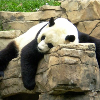 Берлога панды