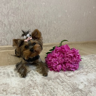 Кусака-Мия💗