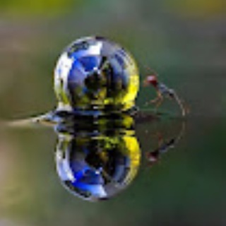 Micro universe - канал об муравьях и аквариумистике