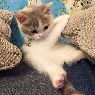 Пушистые котятки ∧,,,∧