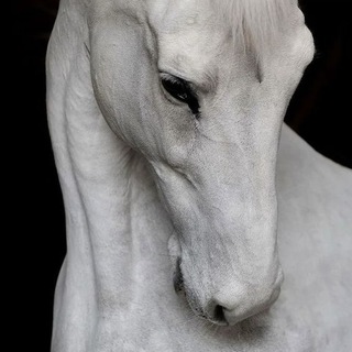 𝐒𝐍𝐎𝐖 𝐀𝐋𝐈𝐂𝐎𝐑𝐍❄️🎄 (моды на лошадей)