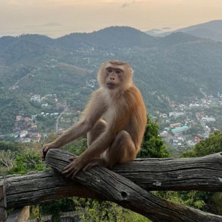 🏝️🐒 Ⲟⲥⲧⲣⲟⲃ ⲟⳝⲉⳅьяⲏ🐒🏝️