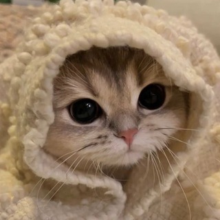 МурМоменты🐾