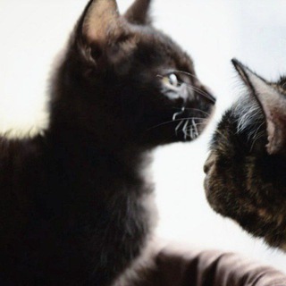 АНО Центр помощи бездомным животным "Мурррмяус" 🐈‍⬛