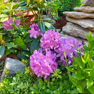 Мои Растения СИБИРИ