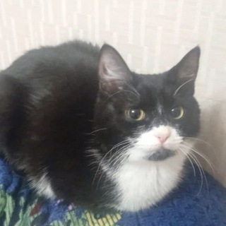 🗝️ NFT Key | Ключ к NFT подаркам 🎁