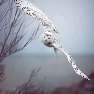 НУР.Открытый регион 89