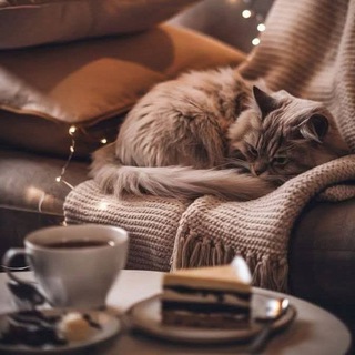 Cats vs. t.audience™