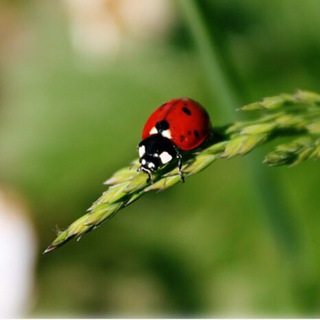 Народная медицина