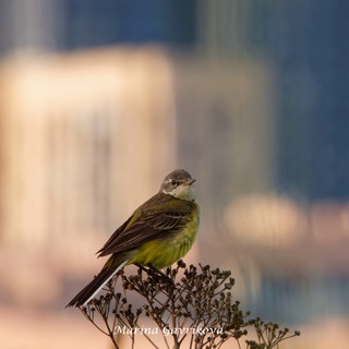 Природа Москвы и Подмосковья