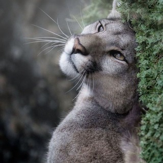 International Nature channel