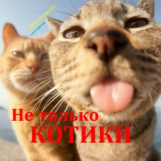Не только КОТИКИ