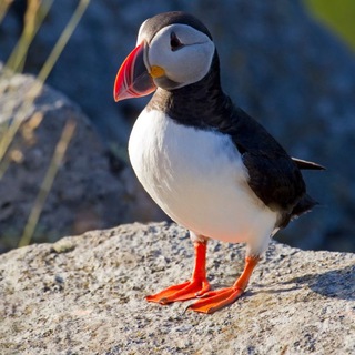 Неумелый тупичок