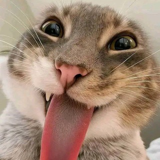 NearestᅠᅠᅠᅠᅠᅠNeighbours