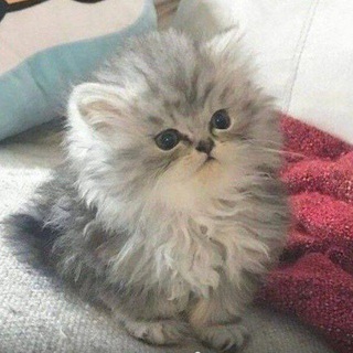 Смешнявки от пряника))